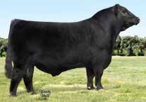 20 This unique herd sire prospect combines Silveiras Style 9303, the $202,000 valued highlight of the 2010 Bases Loaded Sale who went on the reign as the Grand Champion Bred and Owned Bull of the