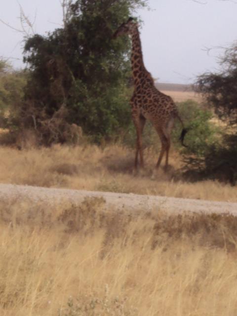 for browsing by giraffes. Generally, there was more canopy cover in giraffe food plants during the wet seasons than during the dry seasons, hence the availability of forage for giraffes.