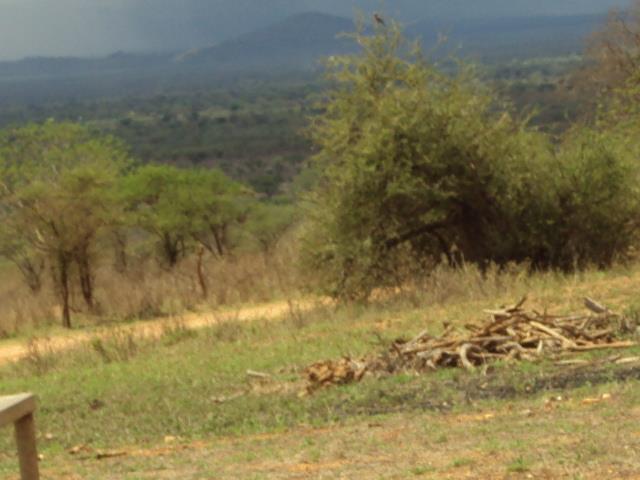 Nairobi National Park 3: Giraffe habitat fragmentation: Road