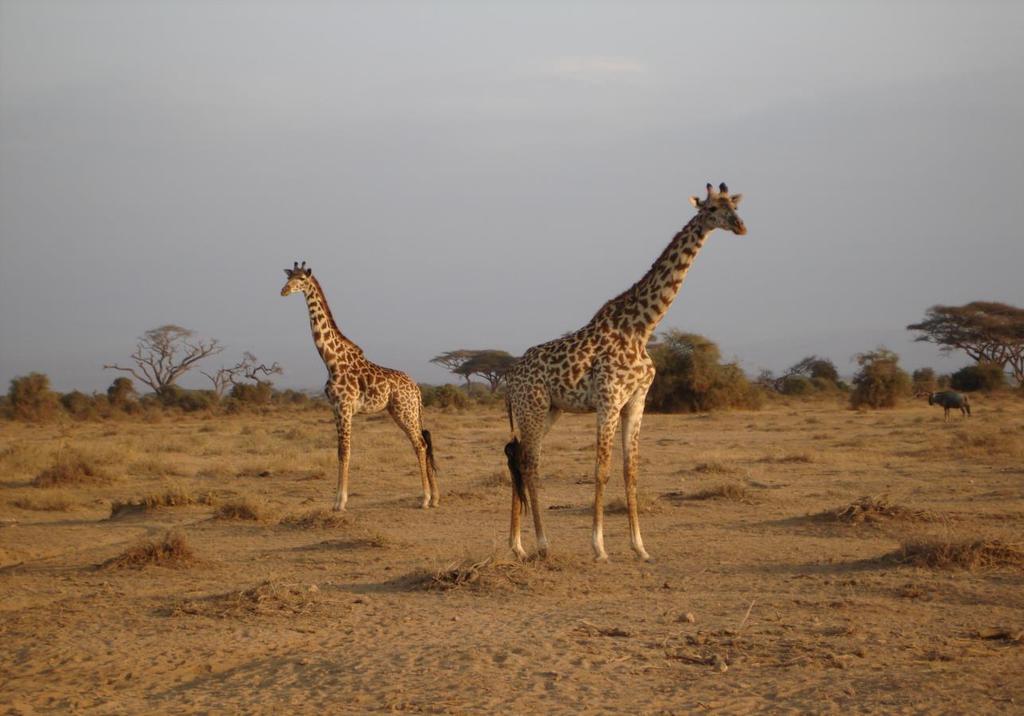 Plate 4.1: Maasai giraffes in Amboseli National Park during the dry season 4.2 Scope of the study This chapter deals with climate variability in southern Kenya.