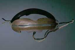 Item number: Fry0042 Item Number: Fry0042 Category: Goggles - Snow Goggles Materials: Wood Description: Very nicely carved snow goggles, with narrow slits, designed to protect the wearer's eyes from