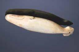 Item number: Fry0061 Item Number: Fry0061 Category: Effigy Materials: Walrus ivory Description: Well proportioned whale, carved of walrus ivory, undoubtedly utilized