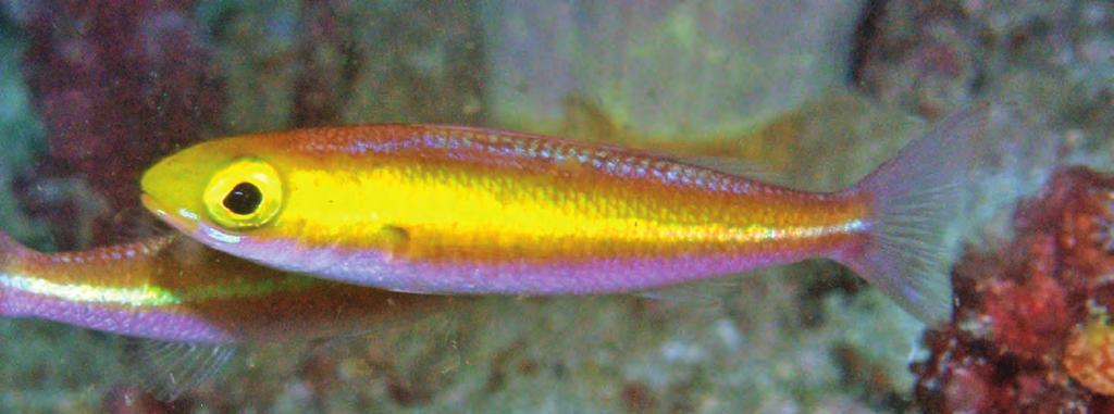 New species of Pentapodus (Nemipteridae) Family Nemipteridae Methods following Allen & Erdmann, 2009 and Russell, 2001. Pentapodus komodoensis n. sp. Allen & Erdmann (Figs.