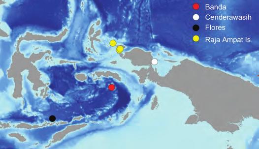 New species of Forcipiger (Chaetodontidae) Figure 3. Indonesian collection localities for the Forcipiger specimens sequenced in this study. using TCoffee (Notredame et al., 2000, Di Tommaso et al.