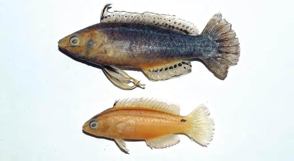 New species of Cirrhilabrus (Labridae) Figure 4. Cirrhilabrus humanni, preserved male holotype (upper), 54.5 mm SL, and female paratype, 39.2 mm SL (G.