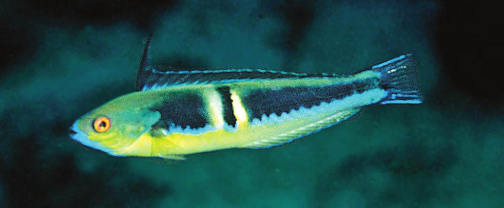 New species of Pseudocoris (Labridae) Figure 3. Pseudocoris petila, initial phase, approximately 65 mm SL, underwater photograph, South Cinque Island, Andaman Islands (G. Allen photo) Figure 4.