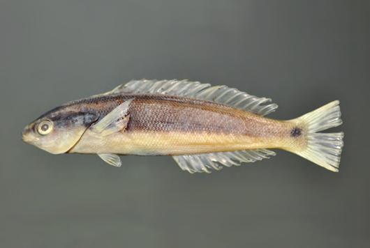 4): brown dorsally on head and on upper half of body, pale yellowish tan ventrally; dark grey stripe on side of snout, continuing behind eye as expanded dark grey area posteriorly to opercular flap;