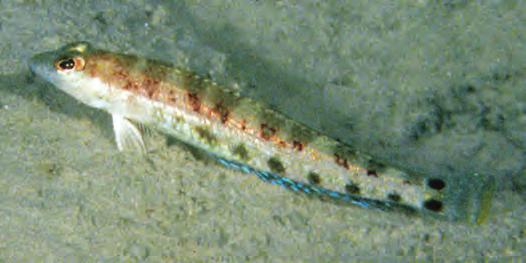 first two spines; soft portion of dorsal fin semi-translucent with two rows of black spots on middle portion and row of similar spots along base; anal fin semi-translucent whitish; caudal fin white