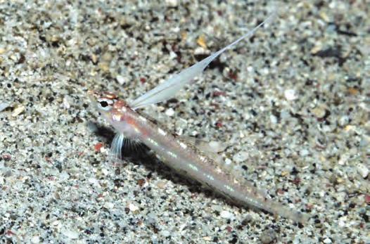 New species of Pteropsaron (Trichonotidae) The new species is remarkably similar to P.
