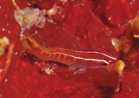 New species of Aspasmichthys (Gobiesocidae) Family Gobiesocidae Aspasmichthys alorensis n. sp. Allen & Erdmann (Figs. 1-5) Holotype: MZB 20588, 8.