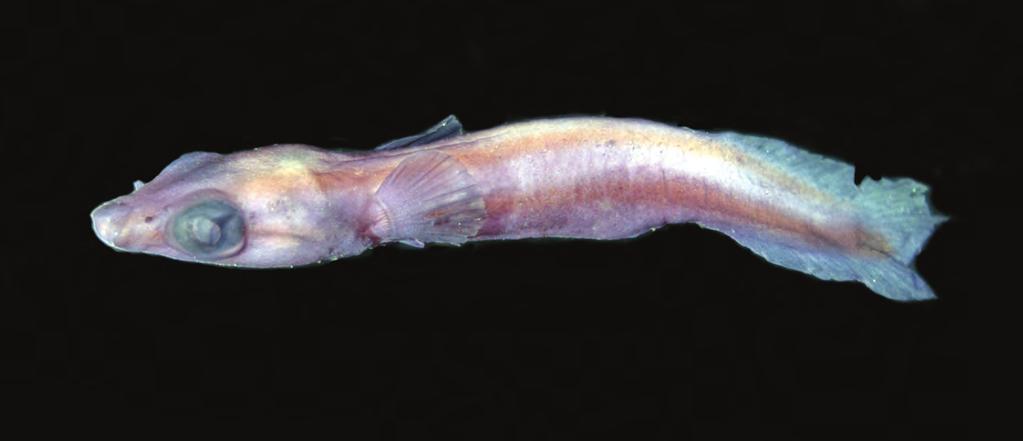 Gerald R. Allen & Mark V. Erdmann Figure 2. Lepadichthys akiko, preserved holotype (S. Morrison photo) from the Philippines included a key to the 10 known species.