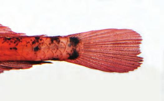 anterior first dorsal fin to anterior part of caudal peduncle; dorsal fins translucent except basal stripe composed of melanophores; caudal fin translucent with pair of dark brown spots at base (Fig.