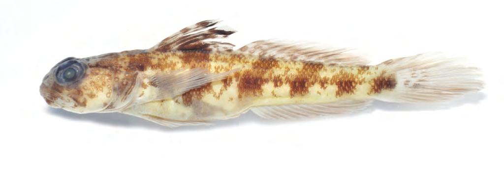 New species of Tomiyamichthys (Gobiidae) membranes (lighter on edge of each ray), and double row of blue spots or short bands on outer margin; caudal fin brown to yellowish brown with blue streaks