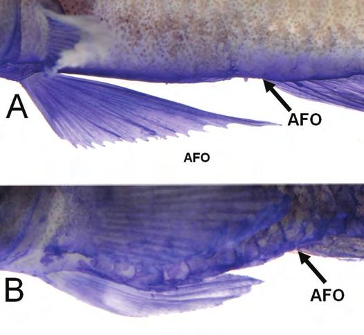 base Anal fin colour Blue with midlateral yellow stripe Whitish without stripe Body colour Pearl to yellowish Faint yellow bars (diffuse posteriorly) Caudal peduncle colour No dark spot or blotch