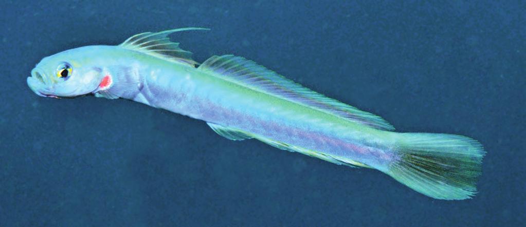 New species of Ptereleotris (Ptereleotridae) Family Ptereleotridae Methods of counts and measurements following Randall & Suzuki, 2008. Ptereleotris rubristigma n. sp. Allen, Erdmann & Cahyani (Figs.