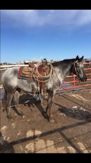 BAY ROAN MARE This mare like Hips 96 and 98 has been used on a large ranch. Her papers have been lost so is selling as grade.