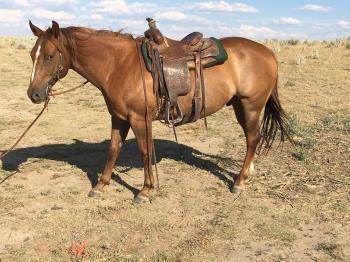 ANN (TOOKIE TINK) SHS ROYAL BLANTON 2007 AQHA CHESTNUT GELDING Jimmy is a 10 old ranch horse been in team roping pan on they heel side.