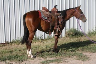 This horse would be a great youth horse that a young kid is looking for something to use in 4h or any adult wanting a horse that is sure to give an enjoyable ride.