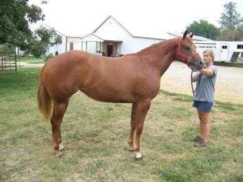 STALL# 16 HIP# 11 STALL# 64 DOUBLE DASHIN CASH 2015 AQHA BAY ROAN MARE FASCINATING IKONS 2016 AQHA SORREL MARE A big, pretty yearling filly ready This Nice filly is a grand to show.