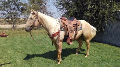 10 years old, bred up gelding with a fancy handle. He's jackpot ready on the head side and he heels too!