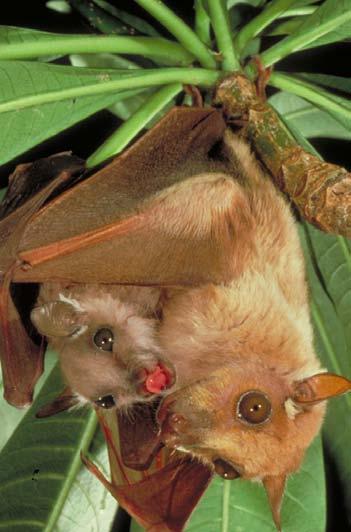 Female bats give birth to one or two babies every year. They are the only flying animals that nurse their young on milk. After a baby bat is born, it crawls up to its mother s chest and clings there.