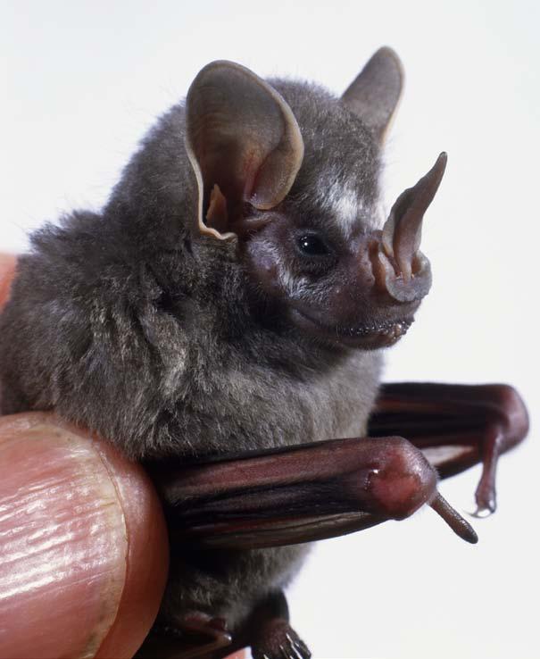 About Bats Bats are one of the oldest groups of mammals to have lived on Earth. According. to fossil records, they were sweeping through the air almost 60 million years ago.