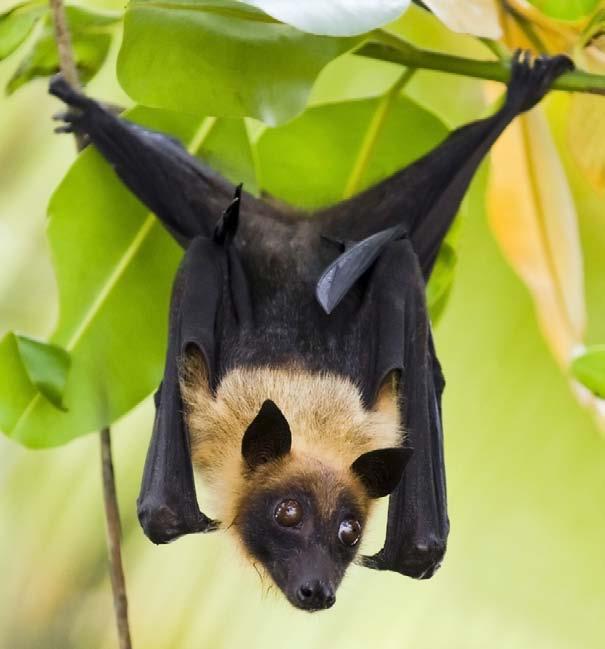 Megabats, such as this fruit bat, have good eyesight. Megabats eat fruits. They are found in warm, tropical areas where lots of fruit grows all year long.