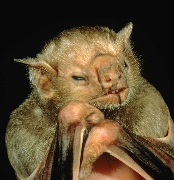 While some megabats are big, megabats are not always larger than microbats. Do you think this vampire bat is ugly or cute?