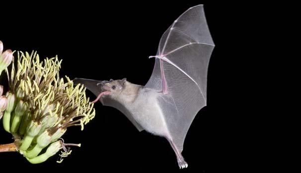 A long-nosed bat shows off its wings while feeding. Bats are the only mammals that can fly.. Flying squirrels are mammals, too, but they don t really fly.