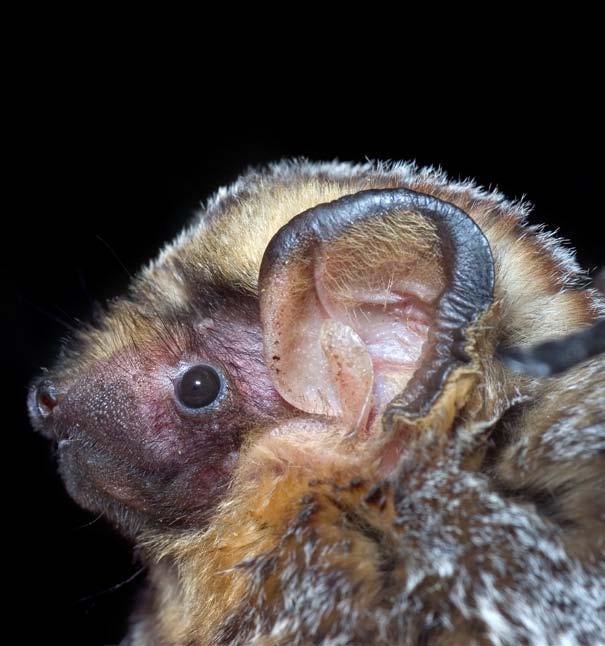 There are a few types of bats that have only a little fuzz on their bodies. No wonder these bats are called naked bats. Bat fur comes in as many colors as human hair does.