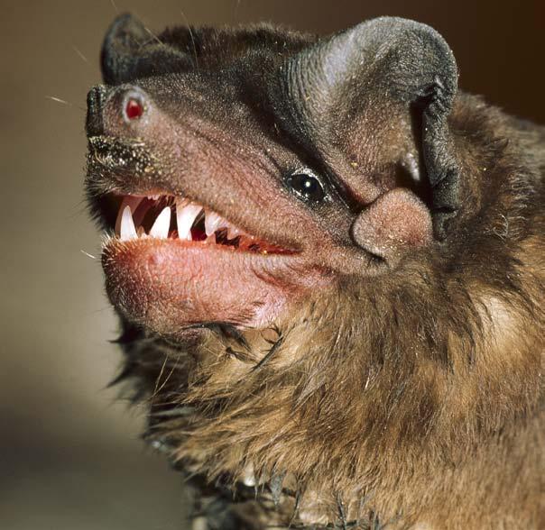 Like you, bats have two sets of teeth.. The baby teeth are lost early in a bat s life. They are replaced by a set of 26 to 28 adult teeth. These teeth are sharp and are used to cut and crush food.