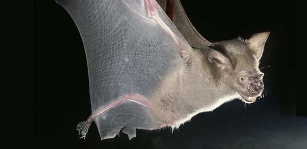 A horseshoe bat in flight Flight and Feeding Bats are skilled fliers. The bones of the bat s wings can bend easily to change the shape of the wings.