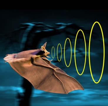 We now know that bats are skilled fliers.. But skilled flying alone doesn t make bats good hunters. Since bats do most of their hunting in the dark of night, they need.