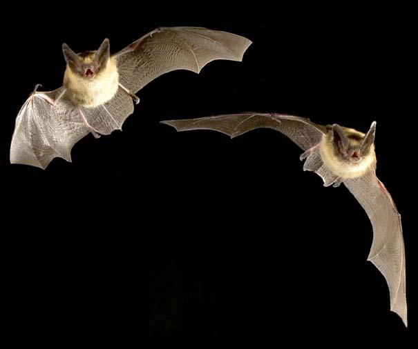 The combination of skilled flying and echolocation makes microbats excellent hunters at night. The next time you are out. at night, take a look skyward.