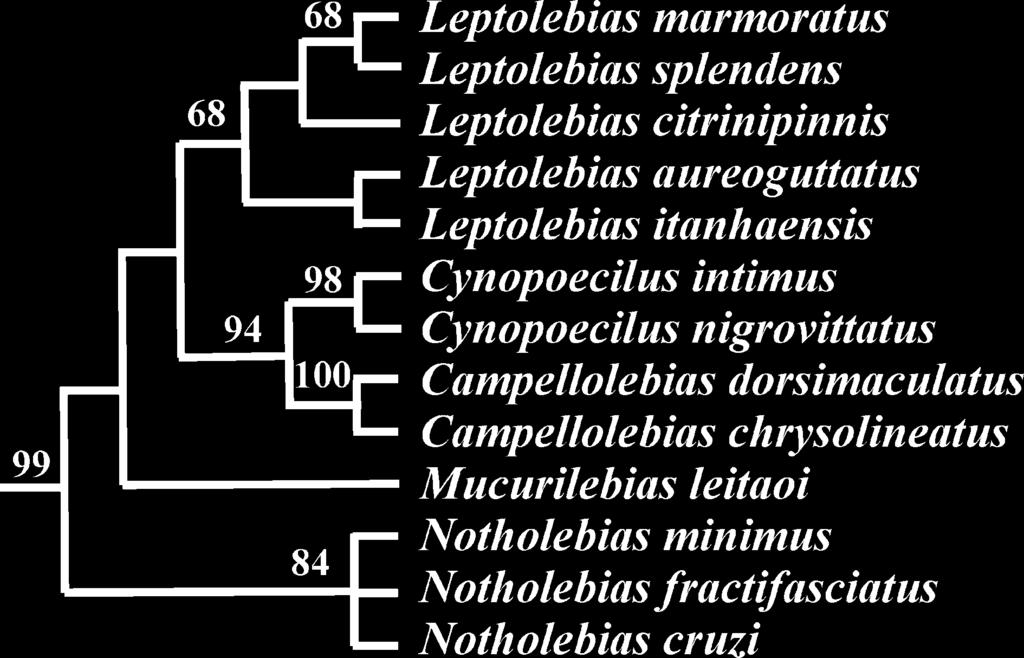 VERTEBRATE ZOOLOGY 64 (1) 2014 Fig. 1. Most parsimonious phylogeny among 13 species of the Cynopoecilini. Out-groups not depicted. Numbers above branches are bootstrap values. Fig. 2. Phylogenetic relationships among genera of the Cynolebiasinae used in the biogeographical analysis.