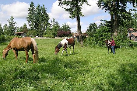 How to create lush, green pastures and say goodbye to weeds!