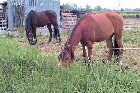 When horses step continually on soggy ground, the soil is compacted, squeezing out the pockets of air in the soil. Plants need air in the soil so their roots can breathe and grow.