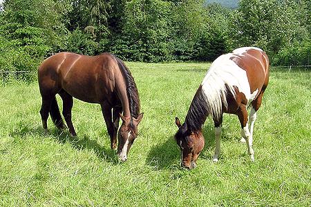 In the summer, the ground is much harder and drier. When your horse steps on dry pastures, the soil doesn t squish together like it does in the winter when the ground is wet.