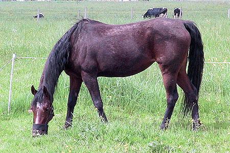 Another important part of rotational grazing is determining how long to graze your horses each day.