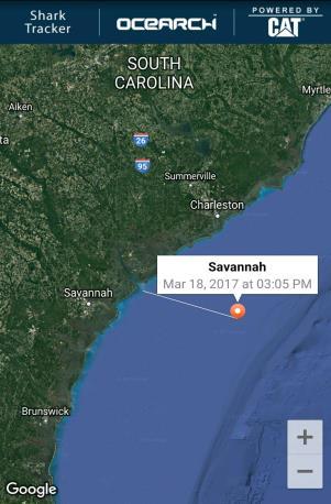 More data is needed about these species of sharks and how they use the waters in North Carolina, South Carolina, and Georgia.