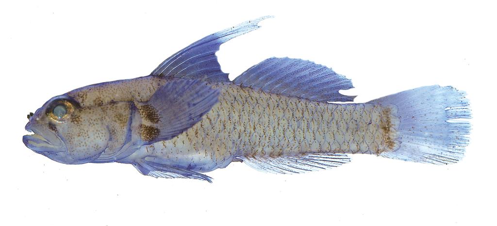 Figure 2. Sueviota tubicola, Cyanine Blue stained paratype, WAM P. 34558 008, 16.5 mm SL, Normanby Island, Papua New Guinea (G.R. Allen).