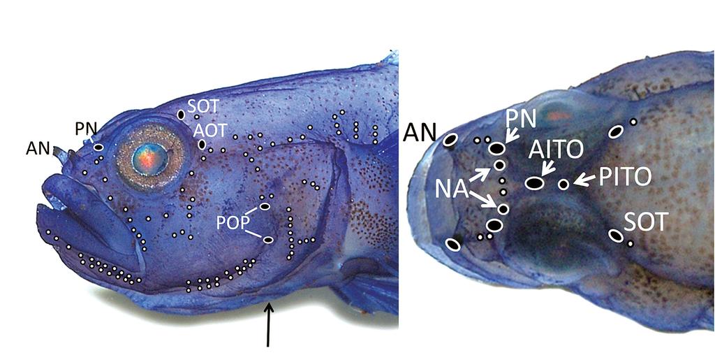 scales on head, abdominal midline, pectoral-fin base, prepectoral area, and prepelvic area; anterior extent of upper-body scales level with a line between upper margin of pectoral fin and about base