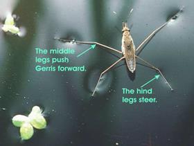 Gerris bugs take advantage of surface tension to push against the surface and dart across water at upwards of 400 miles per hour.