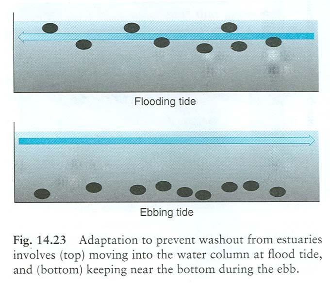 Tidal Adaptations As the tide ebbs (goes towards the ocean) in estuary fish will stay towards the bottom so that they are not swept away in current As the