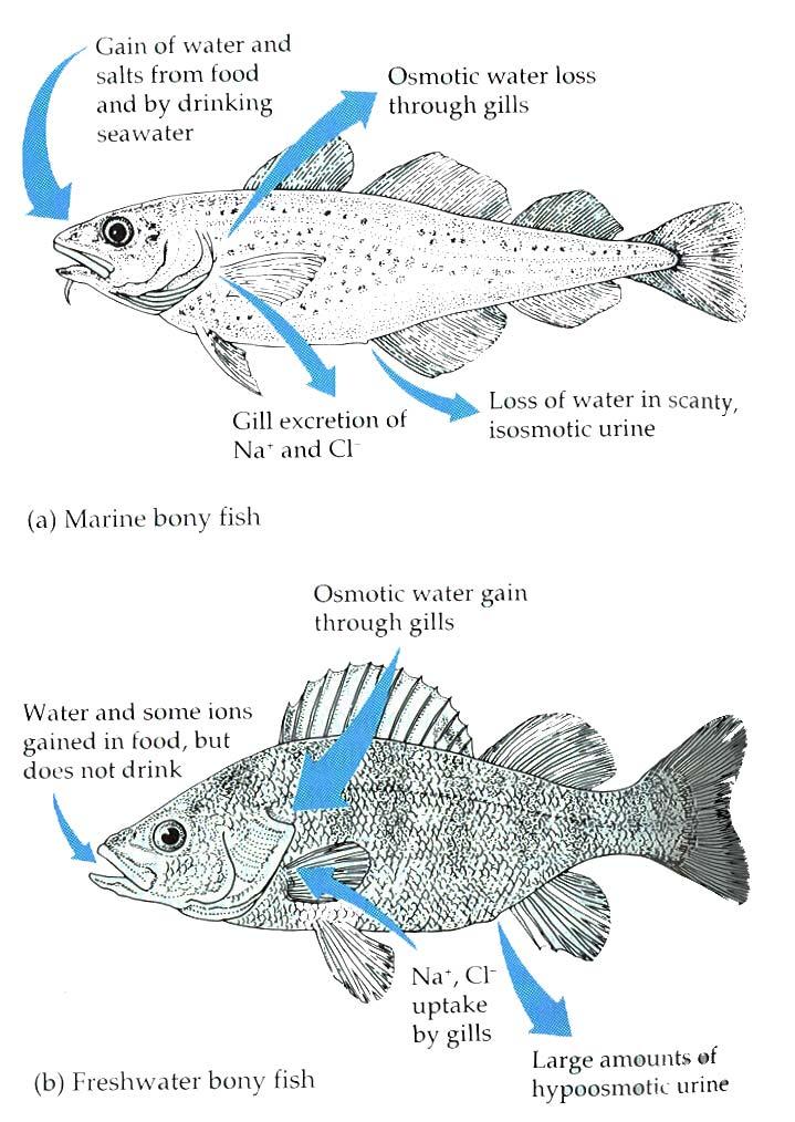 Osmoregulation in Fish Saltwater fish are able to drink saltwater, extract the pure water and dispose the extra salts via their