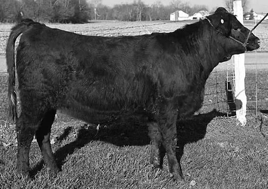 14 MFF J Bo (R#214517) COW BORN: 2/27/15 TATTOO: M53 Breeder: Miller Family Farm Consignor: Miller Family Farm 60 606 Doll s C Knight Doll s L Matilda WFB King Richard Young s SBO Long Young s