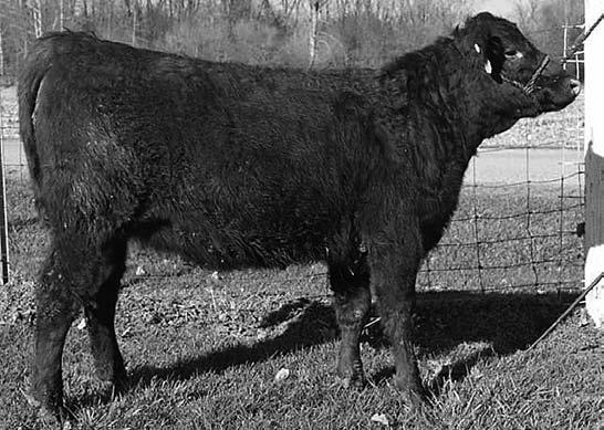 F. Y2K Compatible Doll s R Flo Carl s Outlaw J.F. Fancy Girl A 3/4 sister to our other Sonny entry that goes back to CDF Naomi A, one of our foundation cows. Another one out of a 10-year-old.