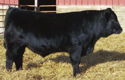 49 93 61 This Superior son out of a Daytona daughter will add pounds to your calves. He is very long made with a big hip. His mother has been a very consistent producer in our program.