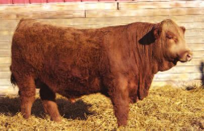 Tested Hetro Black Lot 36 37 THSR OUTBACK Y154 ASA# 2609877 Owned by: TRIPLE H SIMMENTALS Blk Polled 1/2 SM Tattoo: Y154 BD: 2/5/11 Adj. 81 lbs. Adj. 756 lbs.
