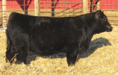 He will be tested for color and he is homo polled. Lot 49 50 THSR Y166 ASA# 2609856 Tattoo: Y166 BD: 2/21/11 Adj. 85 lbs. Adj. 737 lbs.